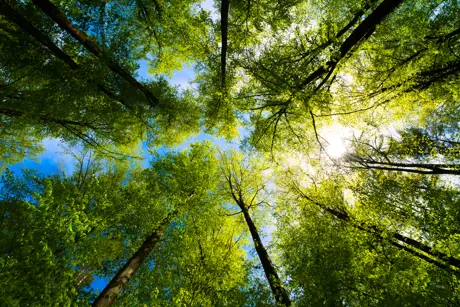 Case study: Egger Group uses SAP HCM and Payroll system to support a growing workforce