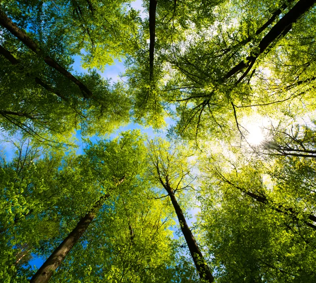 Case study: Egger Group uses SAP HCM and Payroll system to support a growing workforce